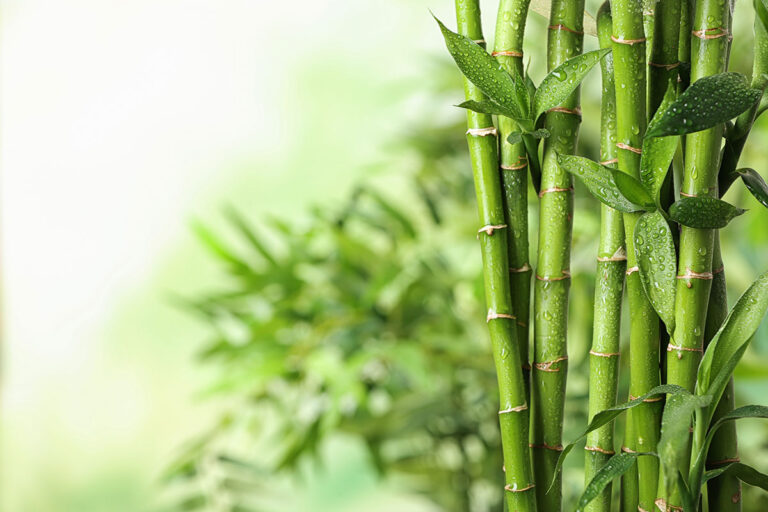 bamboo