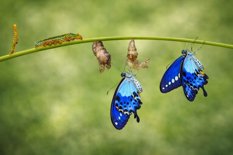 A Different Mind for a Different Path